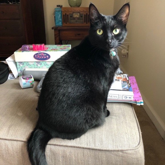 💖Come visit my Mama & Shop the Kitty-Korner!💖 - Picture 8 of 17